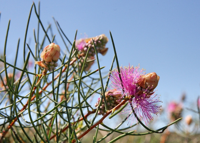  Western Australian Plants - Myrtaceae 